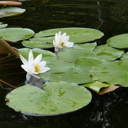 Mit Sauna Im Mirow Hébergement de vacances